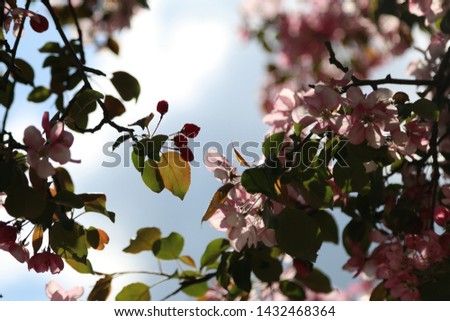 Silhouette of an apple tree flowers in the sunlight 