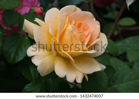 Macro of beautiful and precious yellow rose in the garden