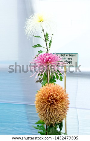Kolkata Horticulture Society, West Bengal, India May 2019 - Bee Balm and Dahlia tulip flowers in full bloom at an annual flower show in an exotic exhibit of tropical flowers show in Kolkata India.