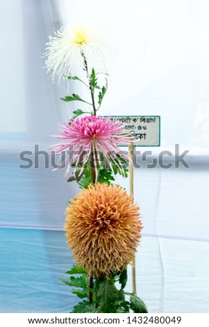 Kolkata Horticulture Society, West Bengal, India May 2019 - Bee Balm and Dahlia tulip flowers in full bloom at an annual flower show in an exotic exhibit of tropical flowers show in Kolkata India.