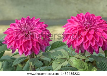 Pink Guldavari Flower plant, a herbaceous perennial plants. It is a sun loving plant Blooms in early spring to late summer. A very popular flower for gardens and bouquets. Copy space room text.