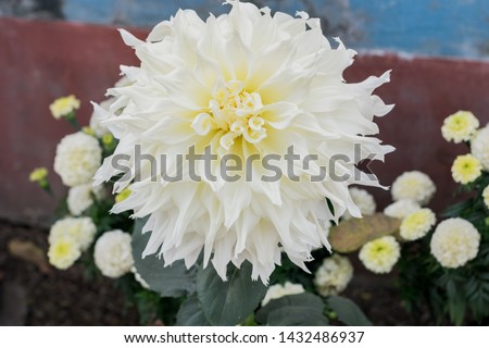 White Guldavari Flower plant, a herbaceous perennial plants. It is a sun loving plant Blooms in early spring to late summer. A very popular flower for gardens and bouquets. Copy space room for text.