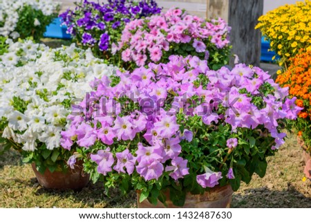 Aubrieta (Aubretia Brassicaceae) flower plant. A sun loving evergreen and perennial flower with small violet, pink or white blooms in early spring to late summer. A very popular for bouquets.
