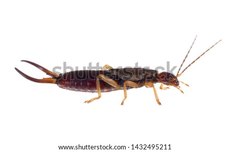 Common aka European earwig, Forficula auricularia studio isolated on white background. Profile. Male insect.