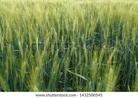 Green wheat field surrounded by the trees