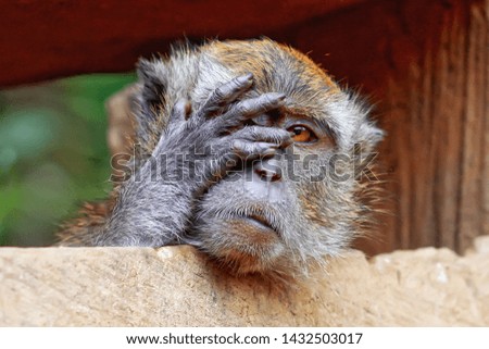 monkeys with their cute behavior close one eye
