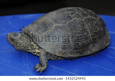 
freshwater turtle on blue table