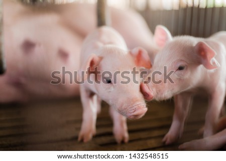 Small pigs at the farm,swine in the stall. Meat industry. piglets newborn with mother pigs eating milk. Royalty-Free Stock Photo #1432548515