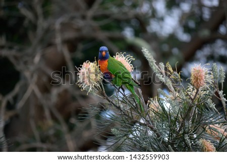 Rainbow Lorikeet spotted me whilst taking a photo. Photo Taken on the Northern banks of the Lane Cove River in Sydney, Australia.