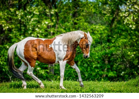 American Paint horse in freedom Royalty-Free Stock Photo #1432563209
