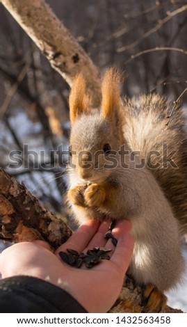 squirrel eats sunflower seeds from the hand