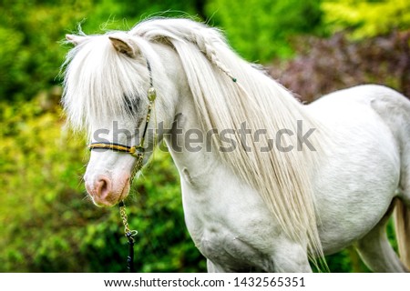 American Mini Horse in nature