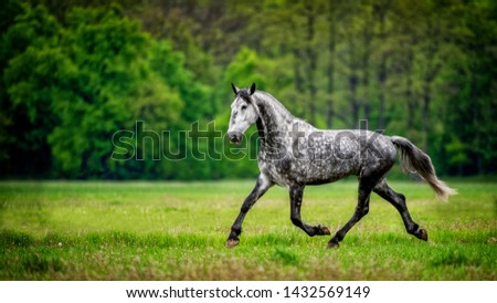 Old Kladruby Horse in freedom