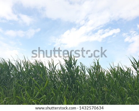 Natural environment picture with reed swaying in the wind
