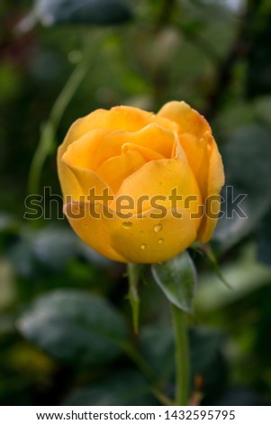 a very beautiful yellow rose with splashes of water after a rainy day. Nature is so wonderful! Photo for descktop wallpapers, illustration card, cover, invitation.