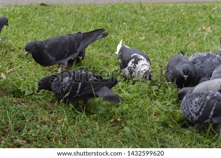 Photo background with pigeons on the grass of the park
