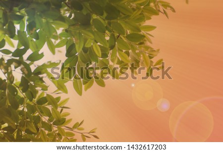 Tree Leaf On Autumn Season Background