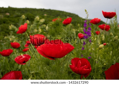 Macro photo nature flowers poppies. Background texture of red poppies. Picture of a field of red poppies.