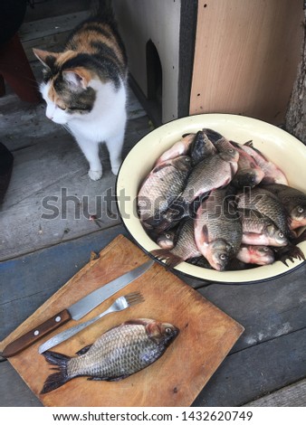 Cat colorful looks good catch. Wooden background and fish crucian on wood board knife and folk metallic, scales. Food ingredients fresh on lakes animals. Natural texture vintage style. Old style.