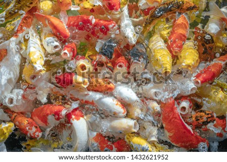 Colorful koi fish in a beautiful pool,Details of the fish in the pond,fancy carp pink and white with orange, the movement is always water, blurred, fancy carp,swimming underwater.shallow focus effect.