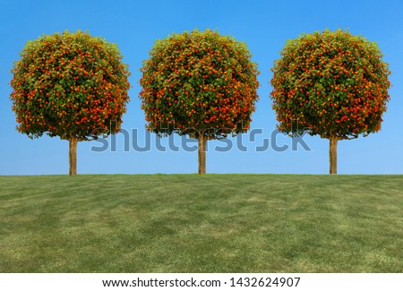 sky, garden and beautiful apples tree row. top view background 