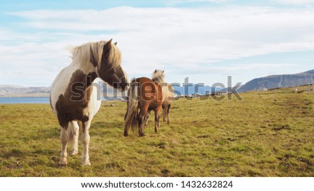 Icelandic horses on the sideway road in Iceland