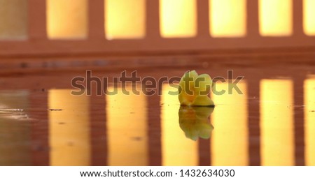 Flower petal on water surface with architecture patterns background reflected on water