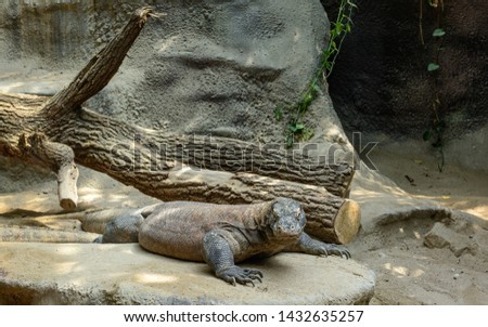 Komodo dragon (Varanus komodoensis) -  Biggest living lizard in the world in natural habitat lying on stone