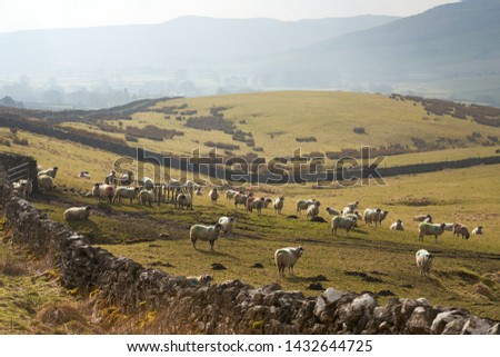A flock of sheep in a field at a farm near Horton in Ribblesdale in the Yorkshire Dales, England. Royalty-Free Stock Photo #1432644725