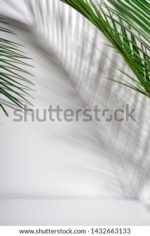 Green palm leaves and their shadow on a white wall. Tropical green summer background. Copy space Royalty-Free Stock Photo #1432663133