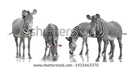  zebra set is isolated on white background