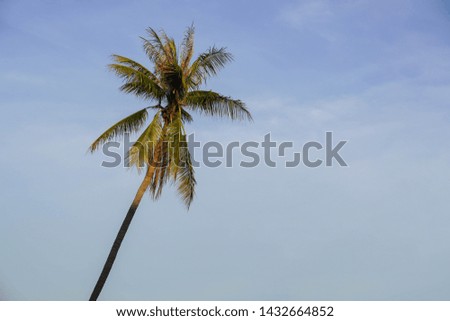 Closeup Coconut Tree on nature background,copy space