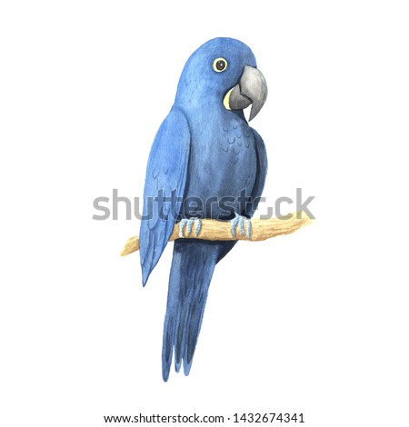 Watercolor hand painted dark blue tropical parrot bird. Bright jungle exotic clip art perfect for summer wedding invitation and party card making