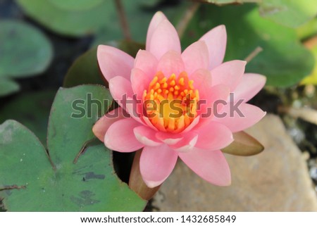 Light pink lotus with water