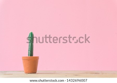 Cactus. Minimal creative stillife on pink pastel background. 