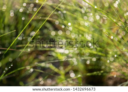 Dew drops on fresh green grass at moring time.