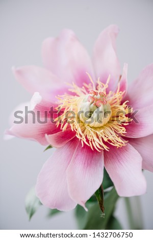 Beautiful single tender pink japanese peony flower on the grey wall background, close up view