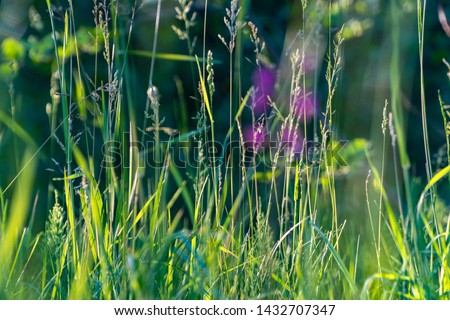 
Forest grass and flower at the evening