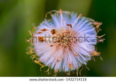 white fluffy dandelion in the field