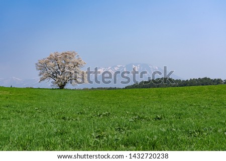 Solitary cherry blossom "Ippon-zakura" in a farm with blue sky background