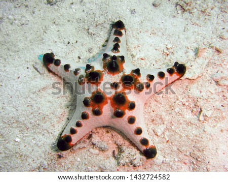 Knobbly Sea Star Indonesia Pacific                               