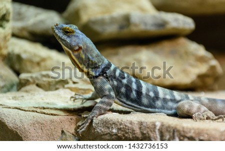Baja blue rock lizard (Petrosaurus thalassinus) on the stone in desert background