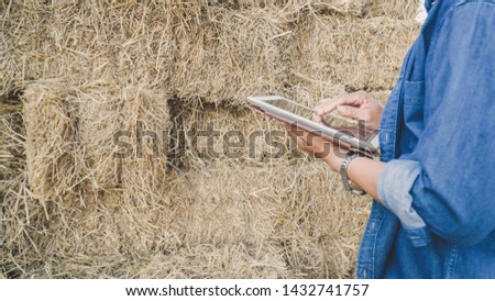 smart farmer checking stock of straw bales to animal feed at farmhouse in morning
