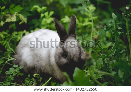 The fluffy rabbit sitting in the green grass and eating it.