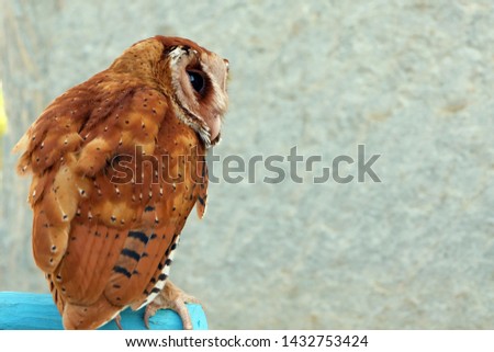 Serak Bukit, Phodilus Badius Owl or Oriental Bay Owl, Picture from Behind