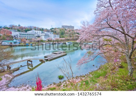
Sakura full bloom in Enakyosazanami Park, Gifu prefecture, Japan