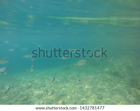 Underwater image of Adriatic sea in Croatia