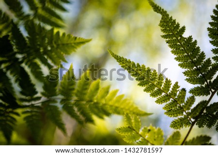 Fern leaves in shallow focus growing in the forest 
