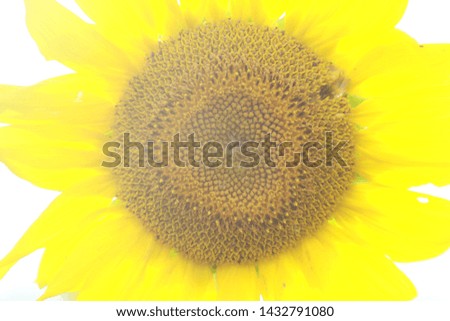 Sunflower in Field in Arkansas
