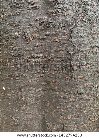 
the black tree trunk background